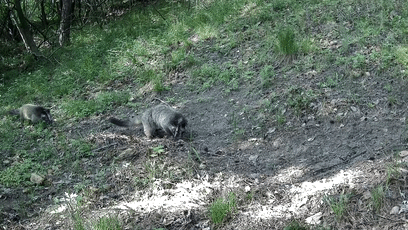 野生动物“组团”打卡 十堰再现“土著萌宠”129[00-00-00--00-00-05]