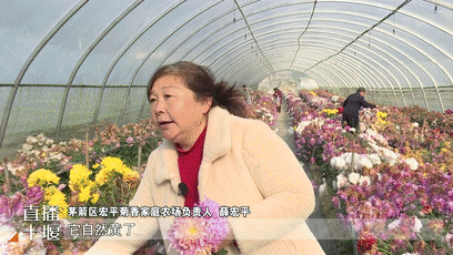 可涮火锅可酿酒  茅塔食用菊花绚丽开[00-01-13--00-01-21]