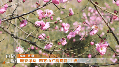 暗香浮动四方山红梅提前“上线”[00-00-17--00-00-26]