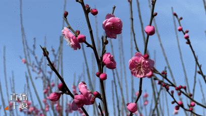 暗香浮动四方山红梅提前“上线”[00-00-57--00-01-03]