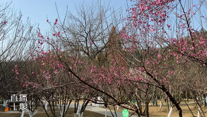 暗香浮动四方山红梅提前“上线”[00-01-42--00-01-50]