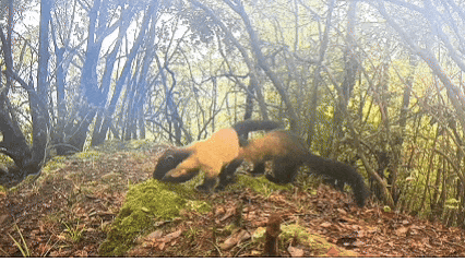 640_wx_fmt=gif&from=appmsg&tp=webp&wxfrom=5&wx_lazy=1 (1)