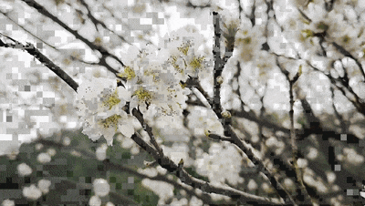 640_wx_fmt=gif&from=appmsg&tp=wxpic&wxfrom=5&wx_lazy=1 (1)