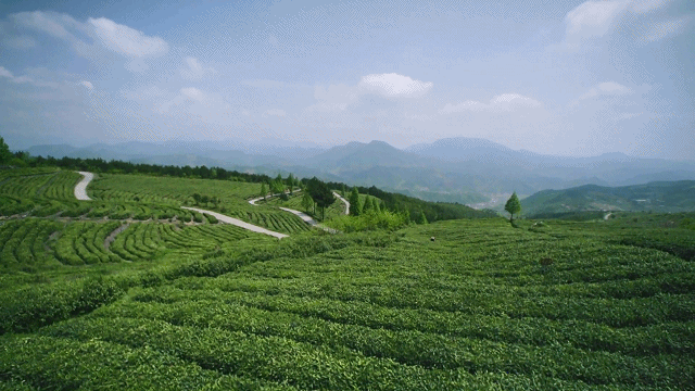 春采“硒”望 竹山30万亩富硒茶园开采20263301941577