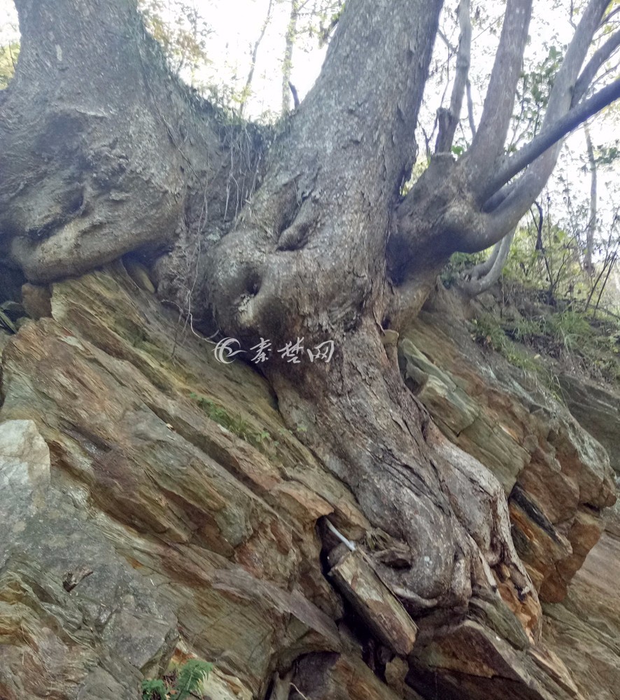 竹山现千岁双胞胎珍贵花皮榔树