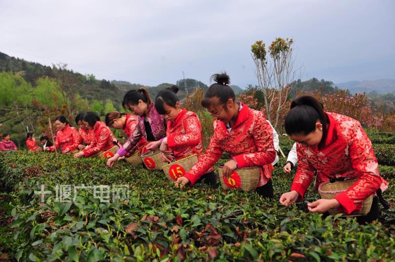 竹溪:"村姑"采春茶