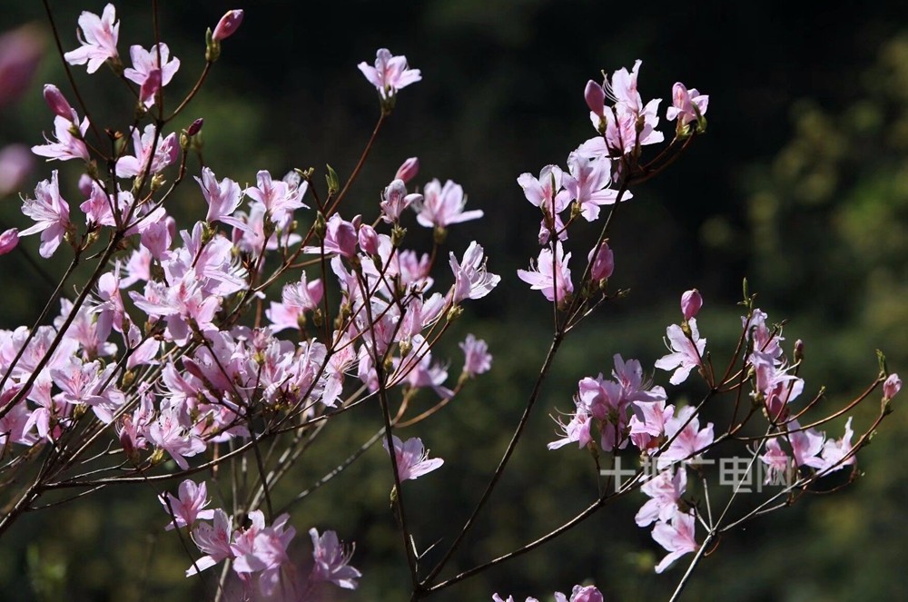 十堰这个地方杜鹃花已盛开,要去抓紧!