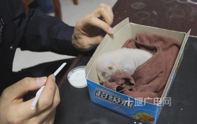 郧西警民深夜联手救助一只猪獾幼崽