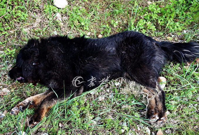 吓人发疯藏獒追咬过往车辆十堰民警连开四枪