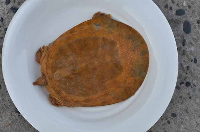 十堰男子捕获一只"黄金甲鱼",800克重!-十堰广电网