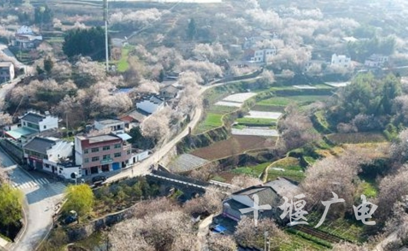 张湾区汉江街办柳家河村,郧阳区樱桃沟村漫山遍野的樱桃花竞相开放.