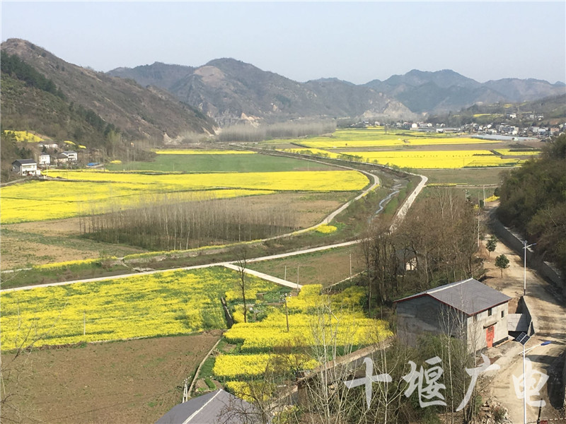 在郧阳区五峰乡,一万多亩油菜花正悄然盛开.