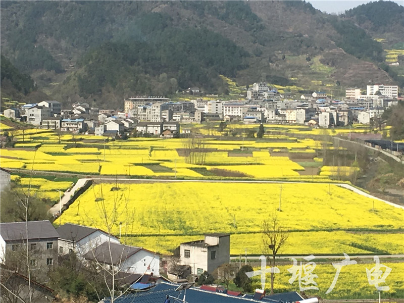 五峰乡万亩油菜花盛开满地披上黄金甲