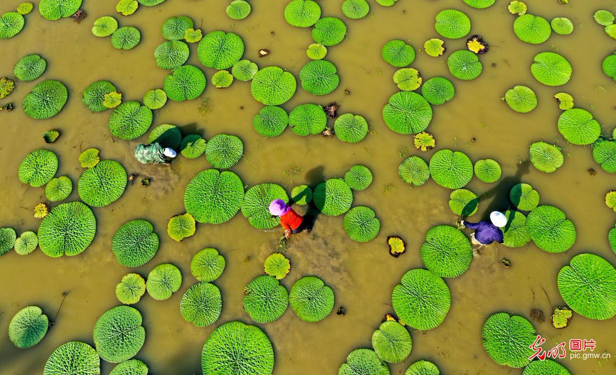 六月种芡实 水乡农事忙