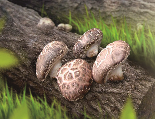 香菇中的王者——房县小花菇