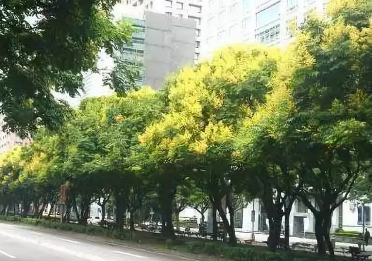 官宣!十堰市树,市花确定,你对它们了解多少?