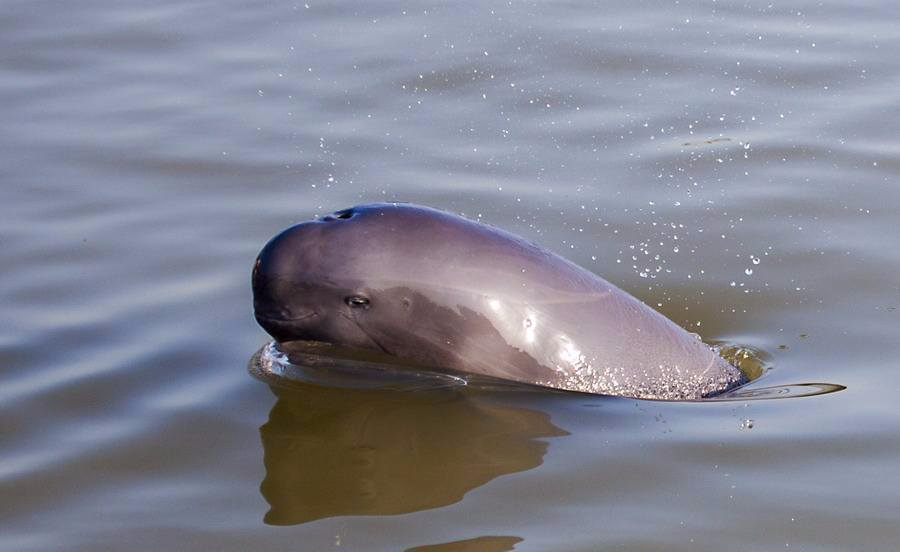 罕见视频记录微笑天使长江江豚诞生