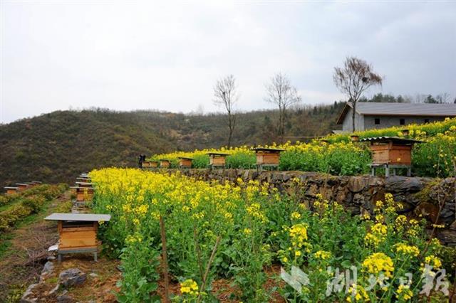 十堰竹山:中华小蜜蜂花海采蜜忙