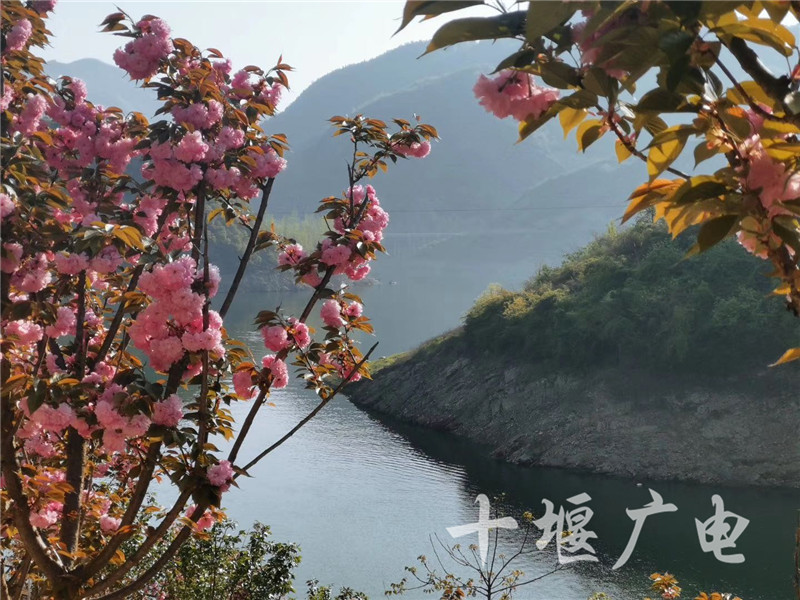 房县樱花岛:万株樱花,漫山云霞!太美啦