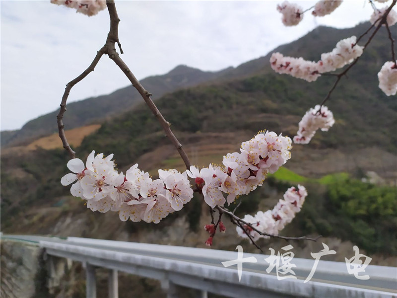 房县樱花岛:万株樱花,漫山云霞!太美啦