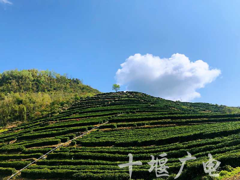 就在明天!十堰广电带你看直播,品好茶,竹山圣水村茶!