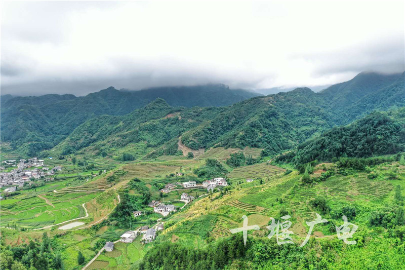竹溪蒋家堰秋沟村:返乡建茶园,生态又富民