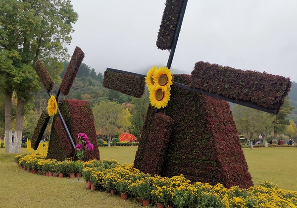 四方山菊花图片