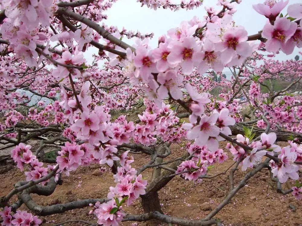 在张湾区黄龙镇舒家村,100余亩桃花已经完全绽放,盛开的一树树桃花