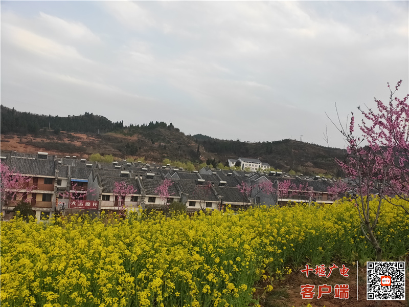 丹江口市均縣鎮:春和景明晴方好 桃花灼灼迎客來