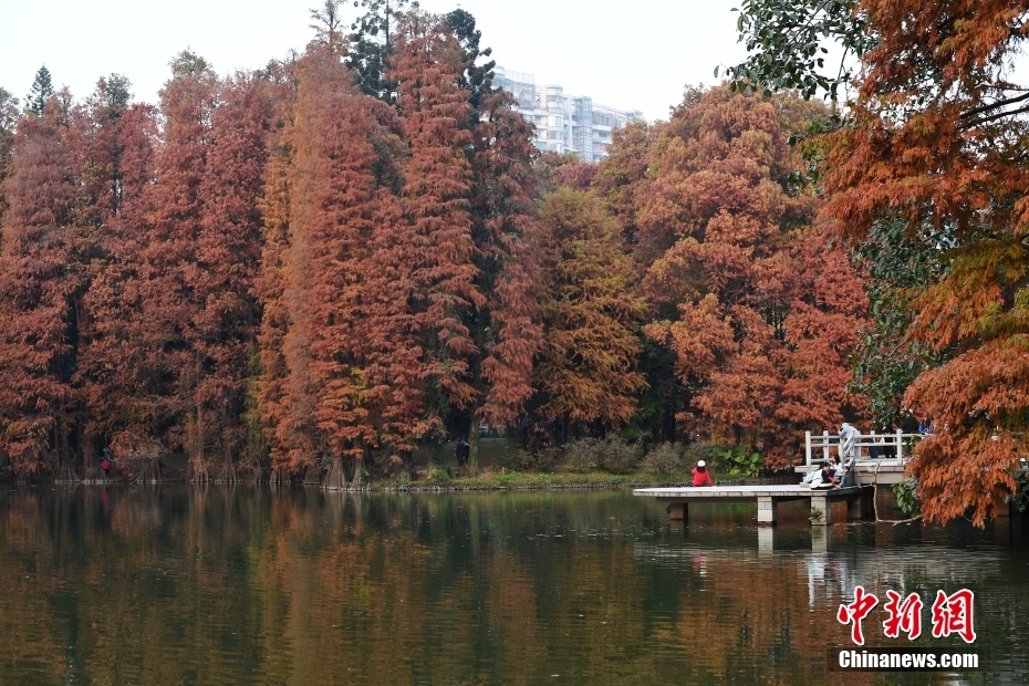 广州华南植物园落羽杉换冬装