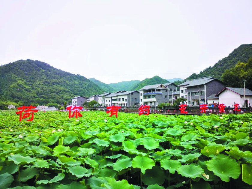 黄龙镇回龙村:出水荷花迎客来-十堰广电网