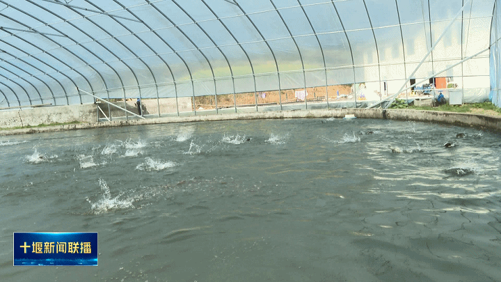 与传统养鱼方式不同,河夹镇生态渔业养殖不仅用地更省,而且用水量更少